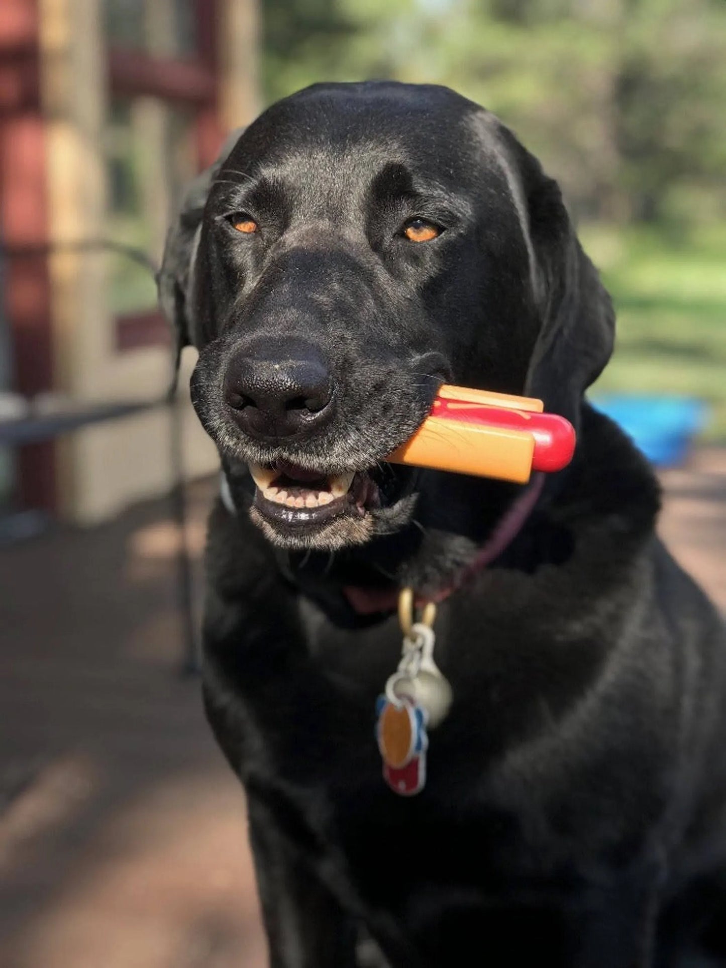SP Hot Dog Ultra Durable Nylon Dog Chew Toy for Aggressive Chewers - Your Pet Connection