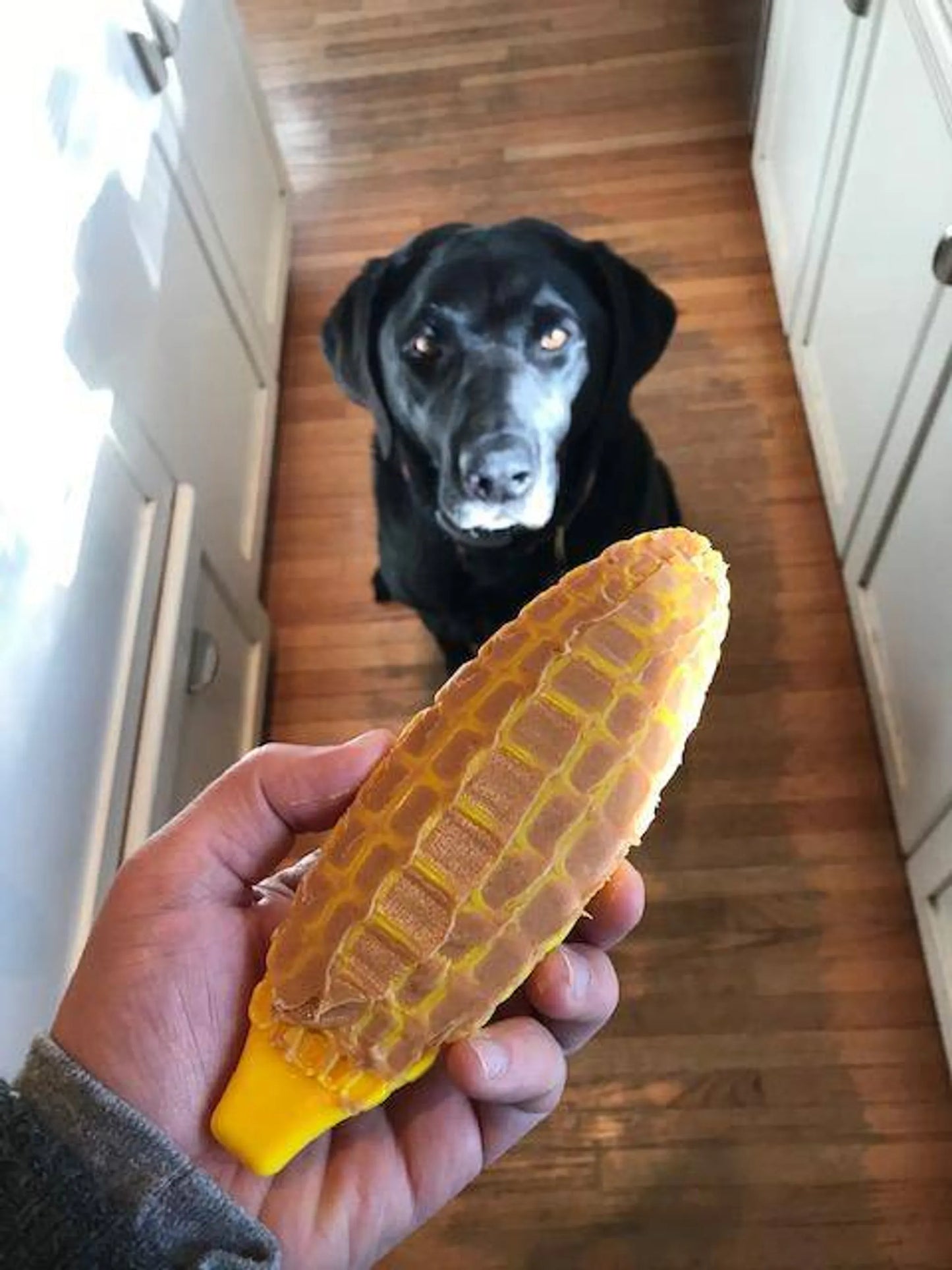 SP Corn on the Cob Ultra Durable Nylon Dog Chew Toy for Aggressive Chewers - Your Pet Connection