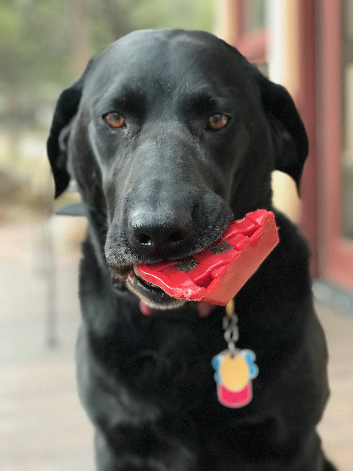 SP Cherry Pie Ultra Durable Nylon Dog Chew Toy and Treat Holder for Aggressive Chewers - Your Pet Connection