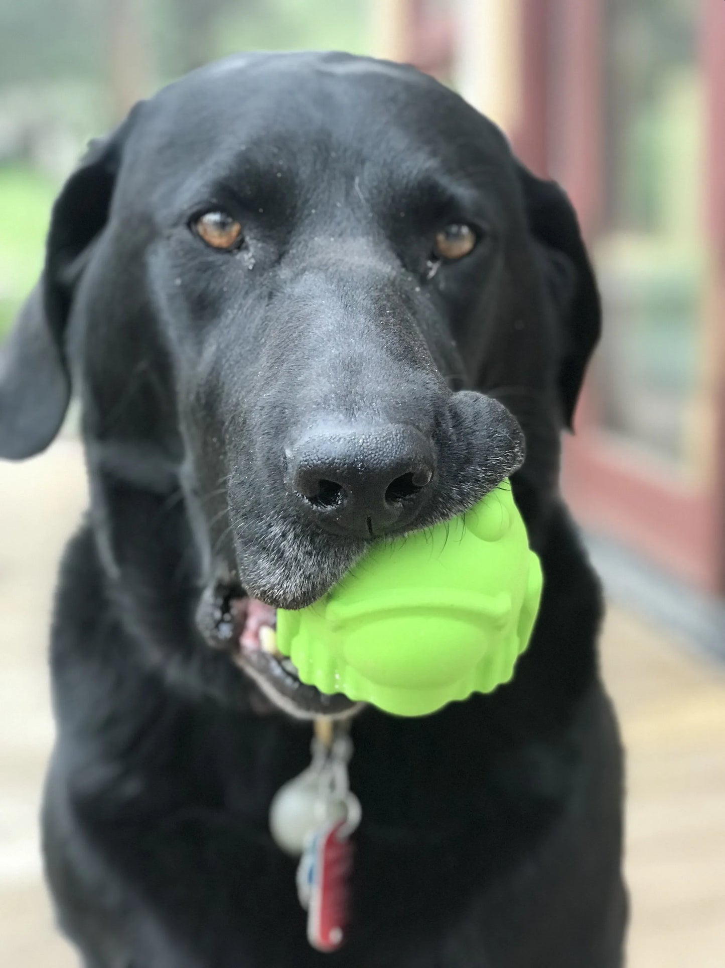 MKB Bull Frog Durable Rubber Chew Toy & Treat Dispenser - Your Pet Connection