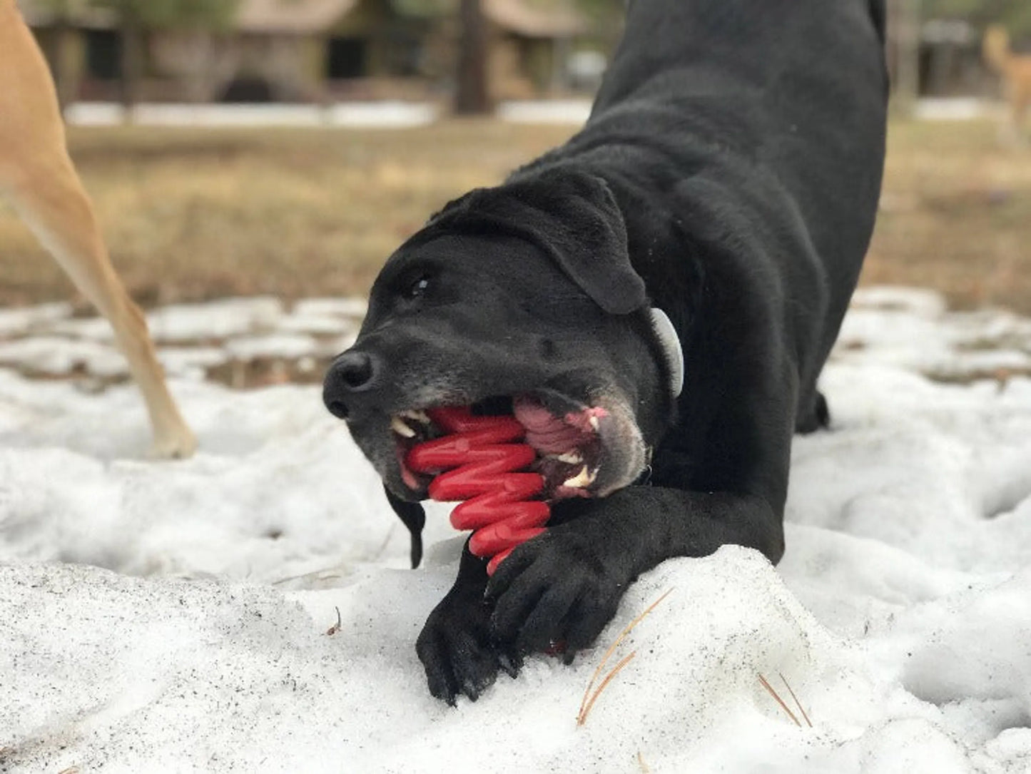 MKB Christmas Tree Ultra Durable Nylon Dog Chew Toy for Aggressive Chewers - Your Pet Connection