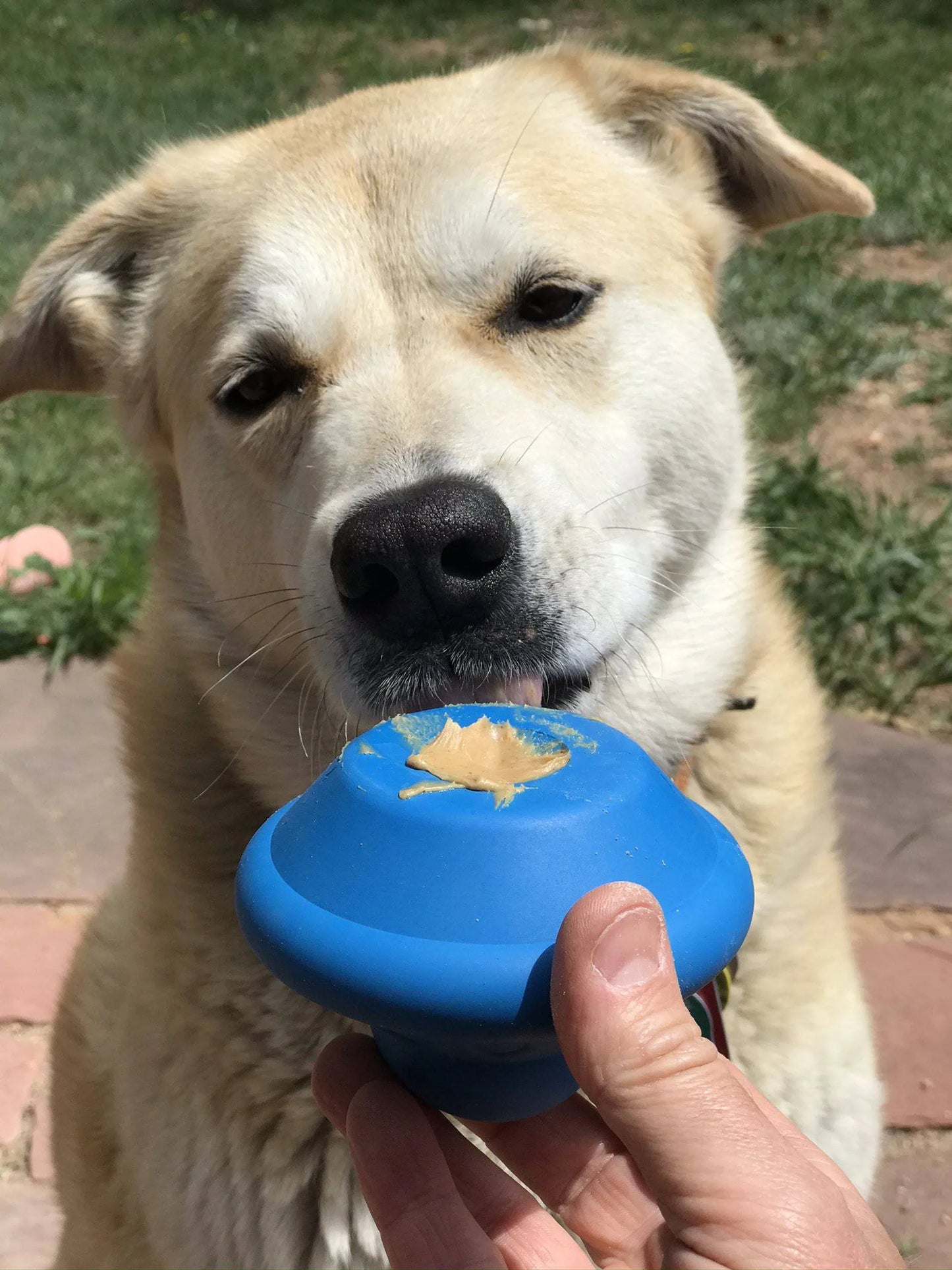 SN Flying Saucer Durable Rubber Chew Toy & Treat Dispenser - Your Pet Connection