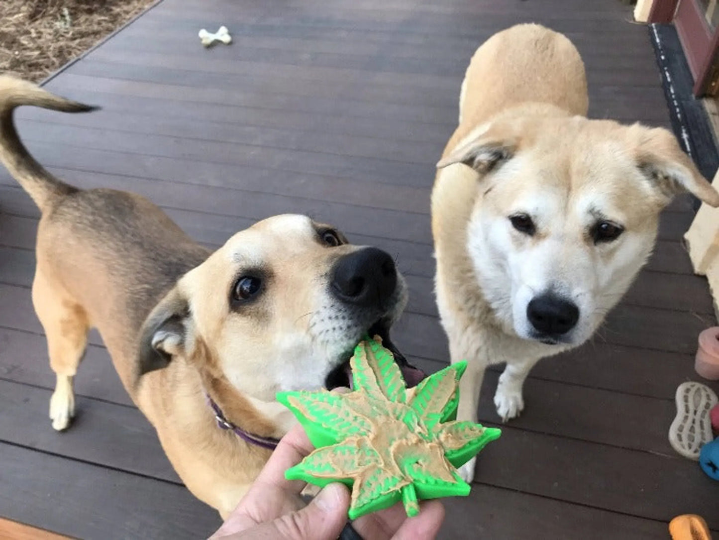 MKB Colorado Maple Leaf Durable Nylon Dog Chew Toy for Aggressive Chewers - Your Pet Connection