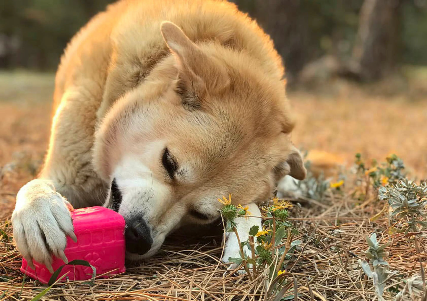 MKB Surf's Up! Retro Van Durable Chew Toy & Treat Dispenser - Your Pet Connection