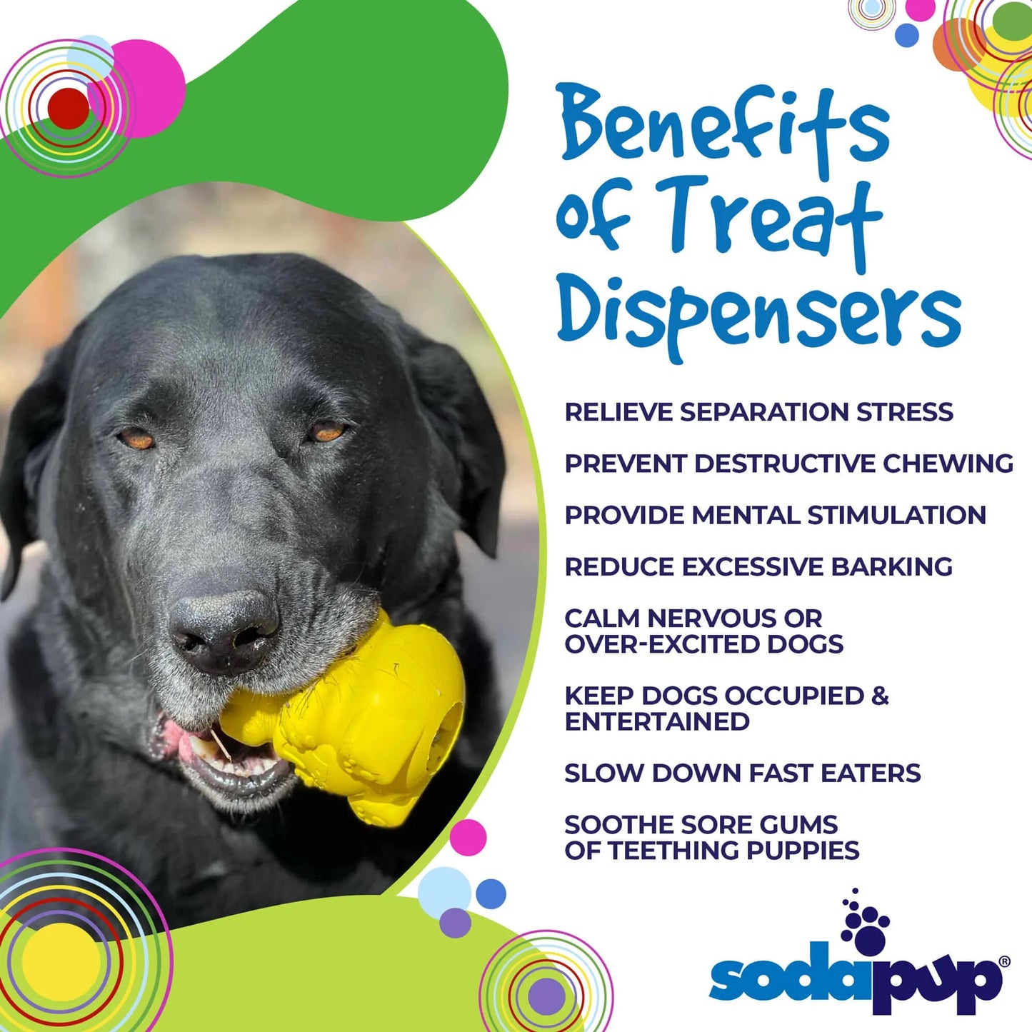 Honey Bear Treat Dispenser - Your Pet Connection