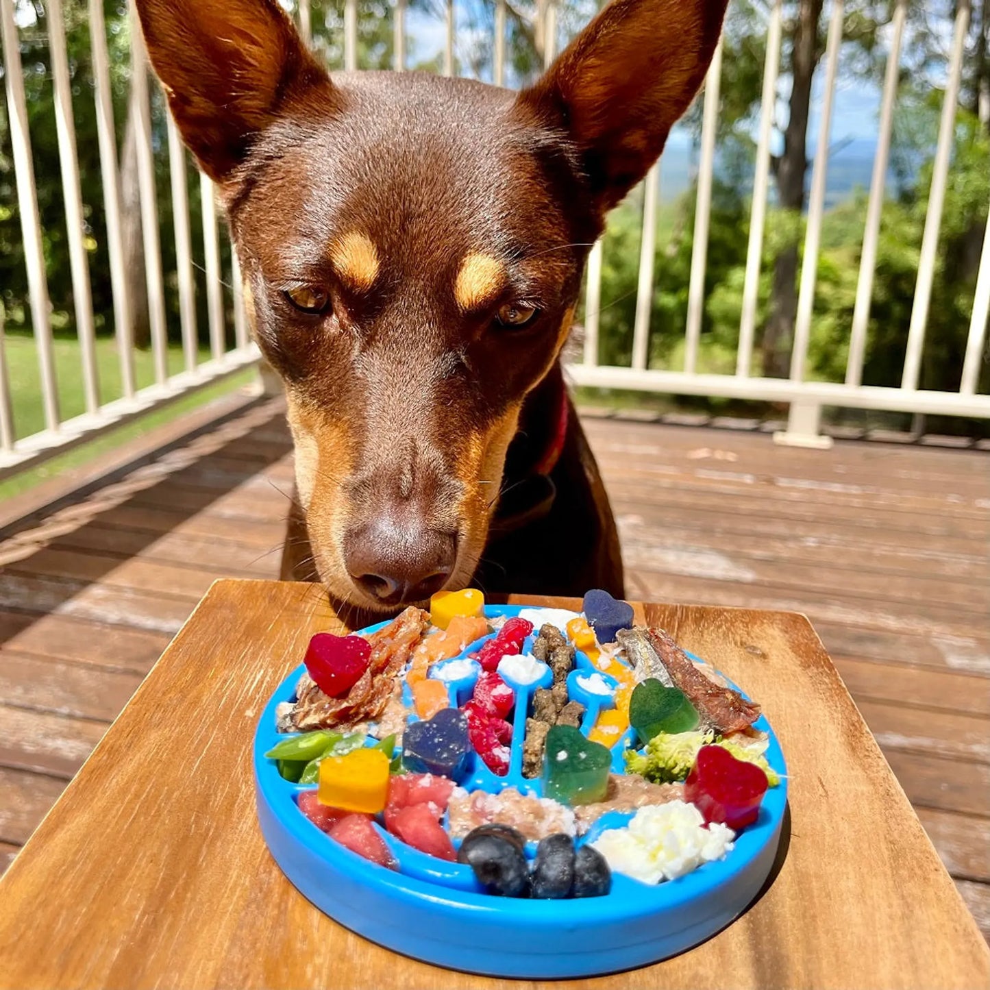 Nylon eCoin Durable Enrichment Snacking Coin - Your Pet Connection