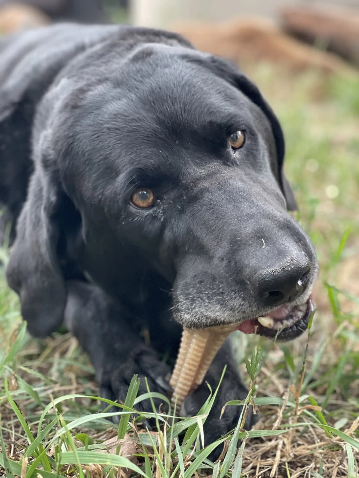 SP Honey Bone Dental Tower Ultra Durable Nylon Dog Chew Toy for Aggressive Chewers - Your Pet Connection