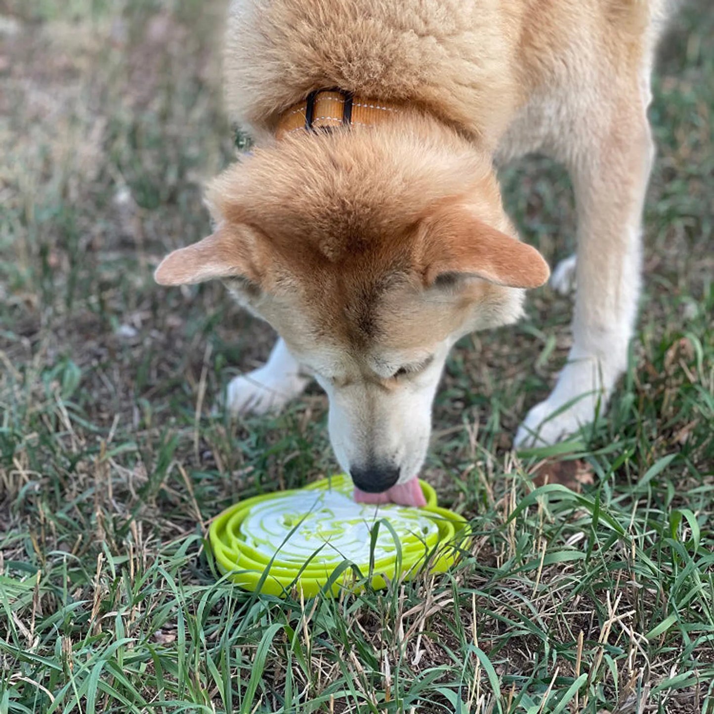 Water Frog Design eTray Enrichment Tray for Dogs - Your Pet Connection