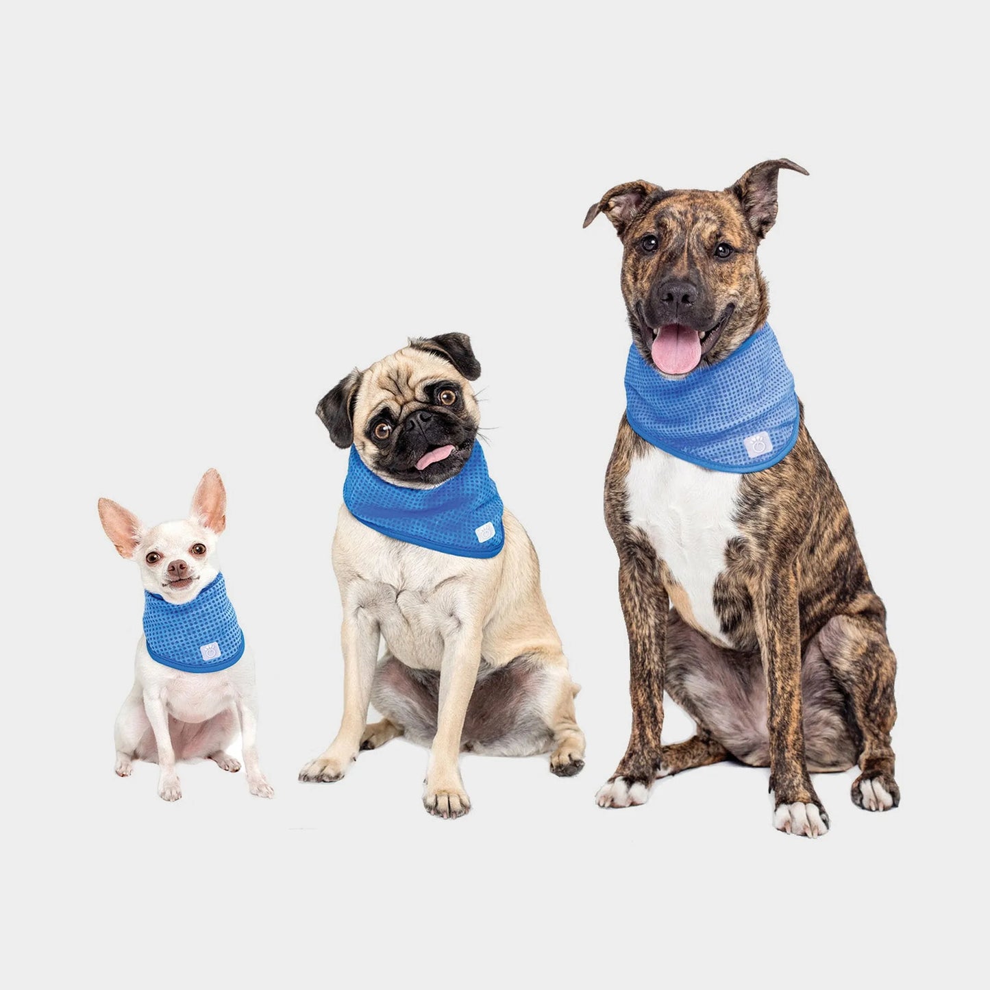 GF Pet Ice Band - Your Pet Connection