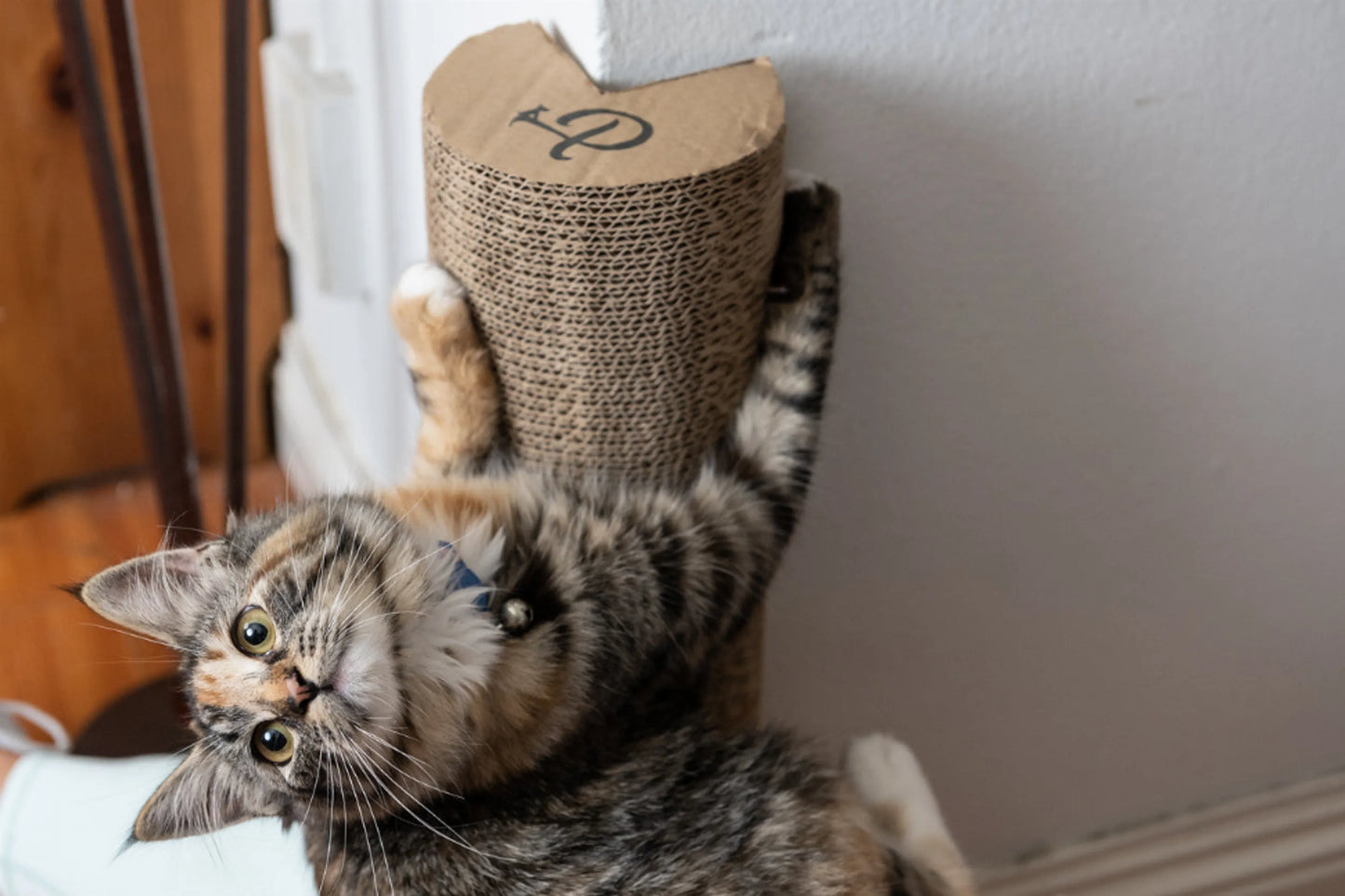 Kitty Corner Cat Scratching Post (2 pieces) - Your Pet Connection