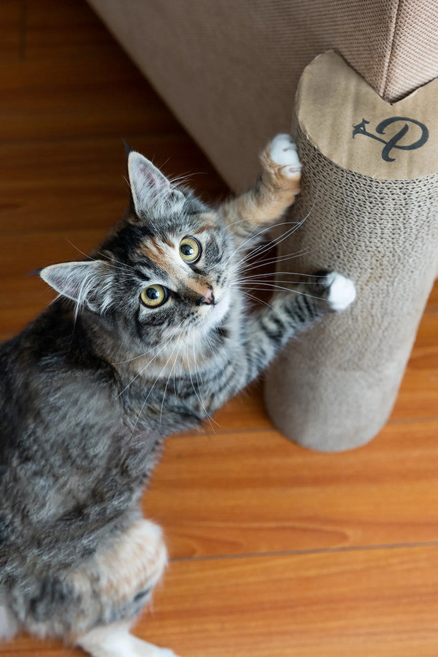 Kitty Corner Cat Scratching Post (2 pieces) - Your Pet Connection