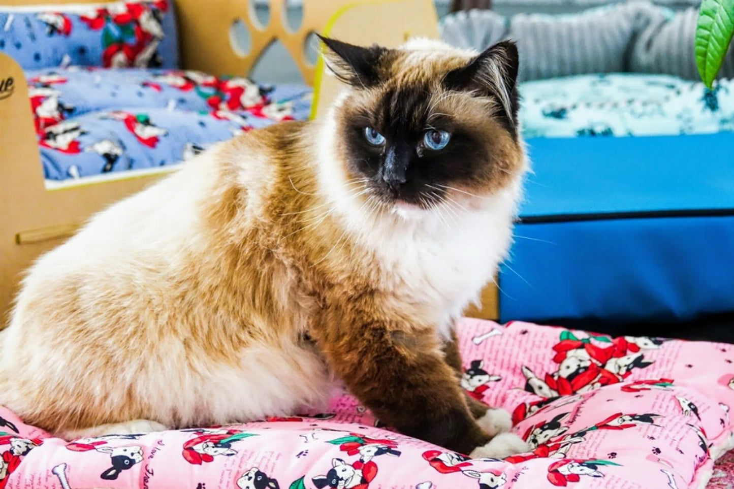 Comfy Mat Pet Bed - Your Pet Connection