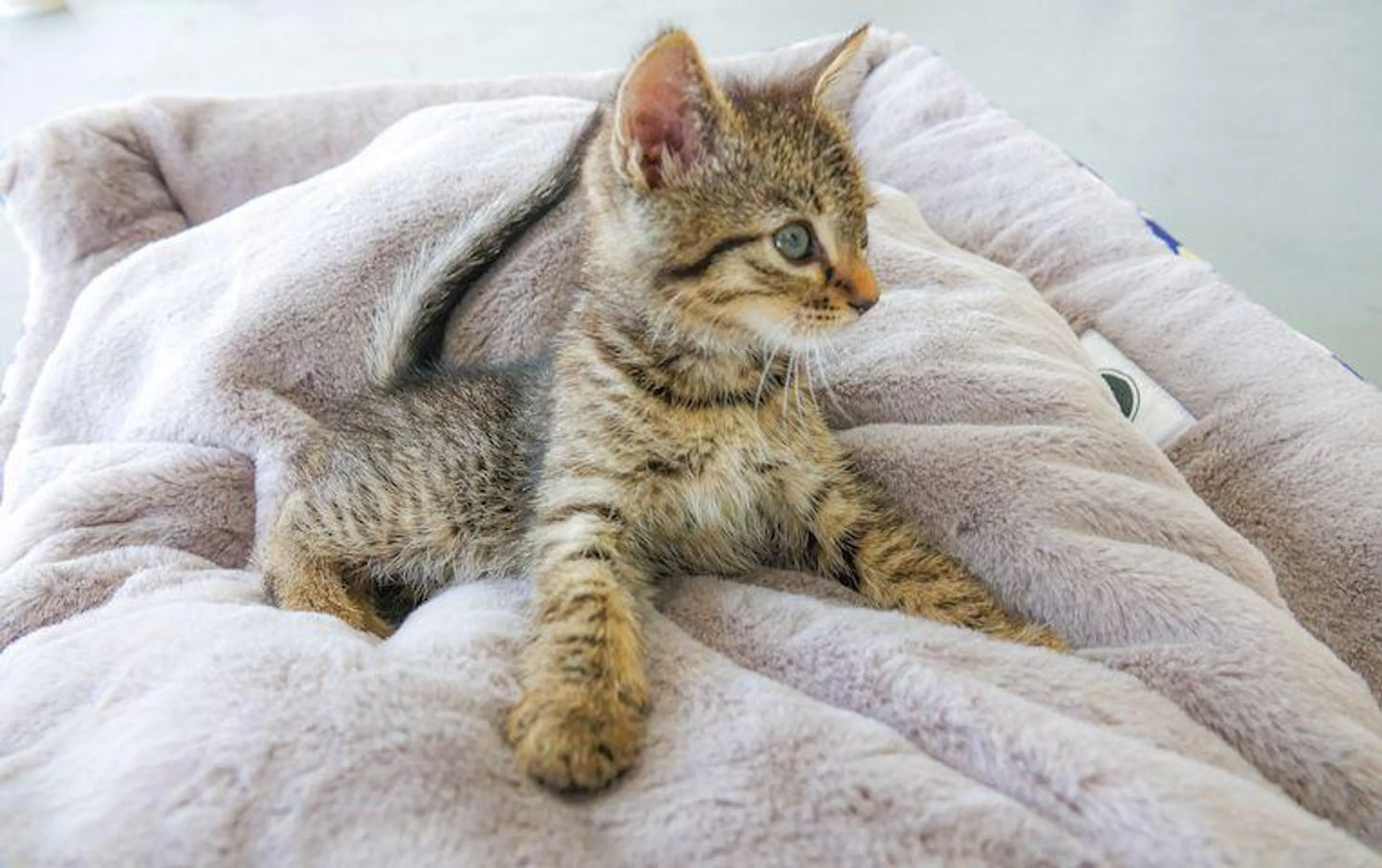 Golden Waves Reversible Pet Bed - Your Pet Connection