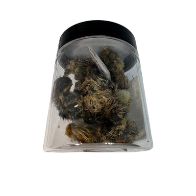 Quail Whole Chick Treats, 10 Count - Tiny, dehydrated Small Premium cat and Dog Treat - Your Pet Connection