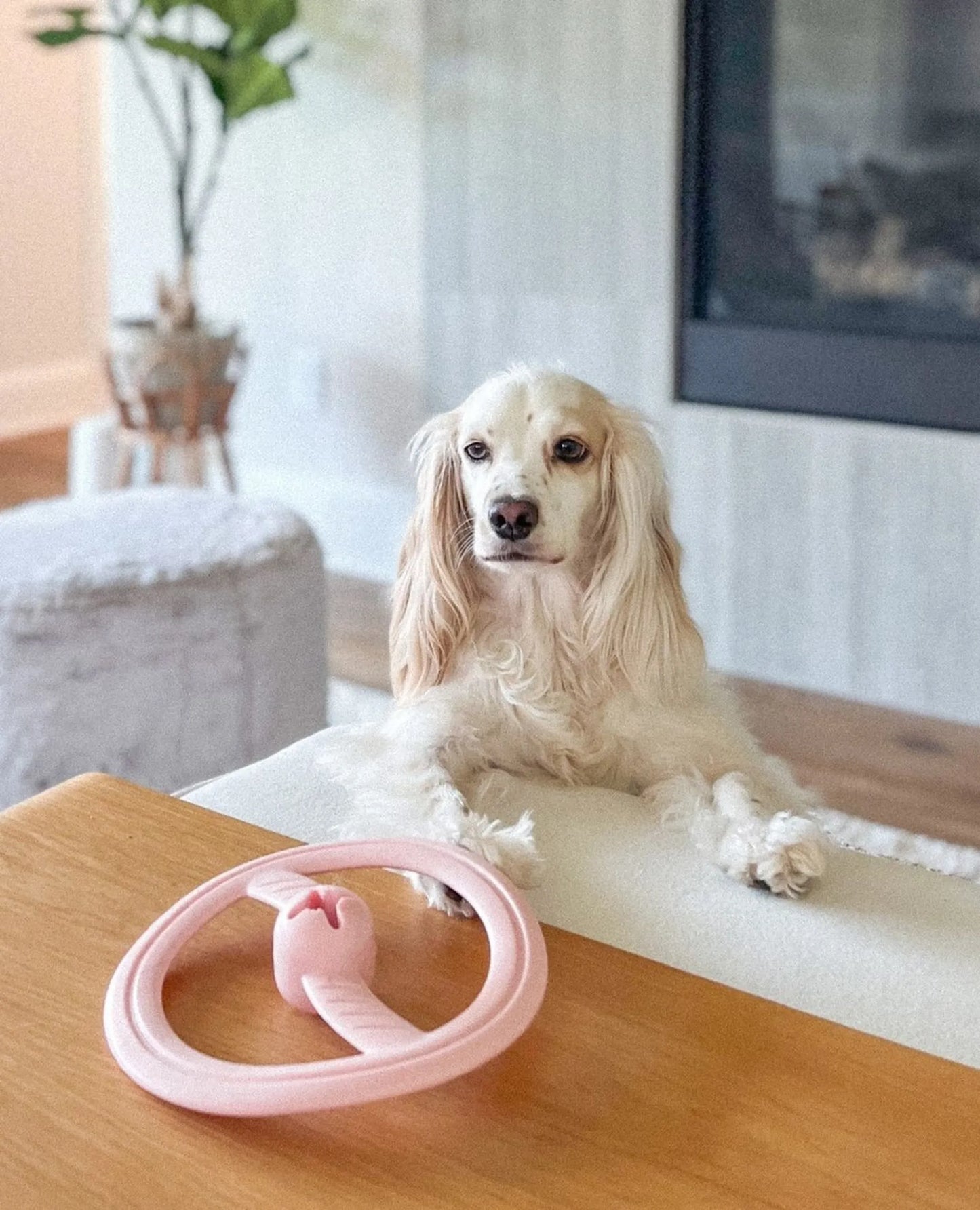 Fly Away - Your Pet Connection