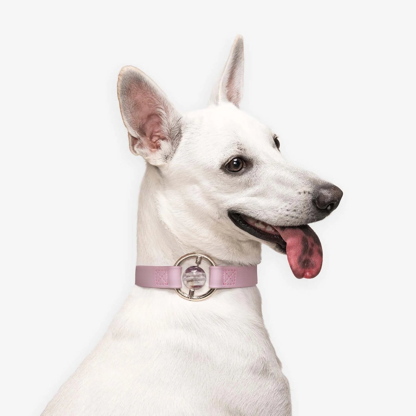 All Eyes On Me Collar - Your Pet Connection