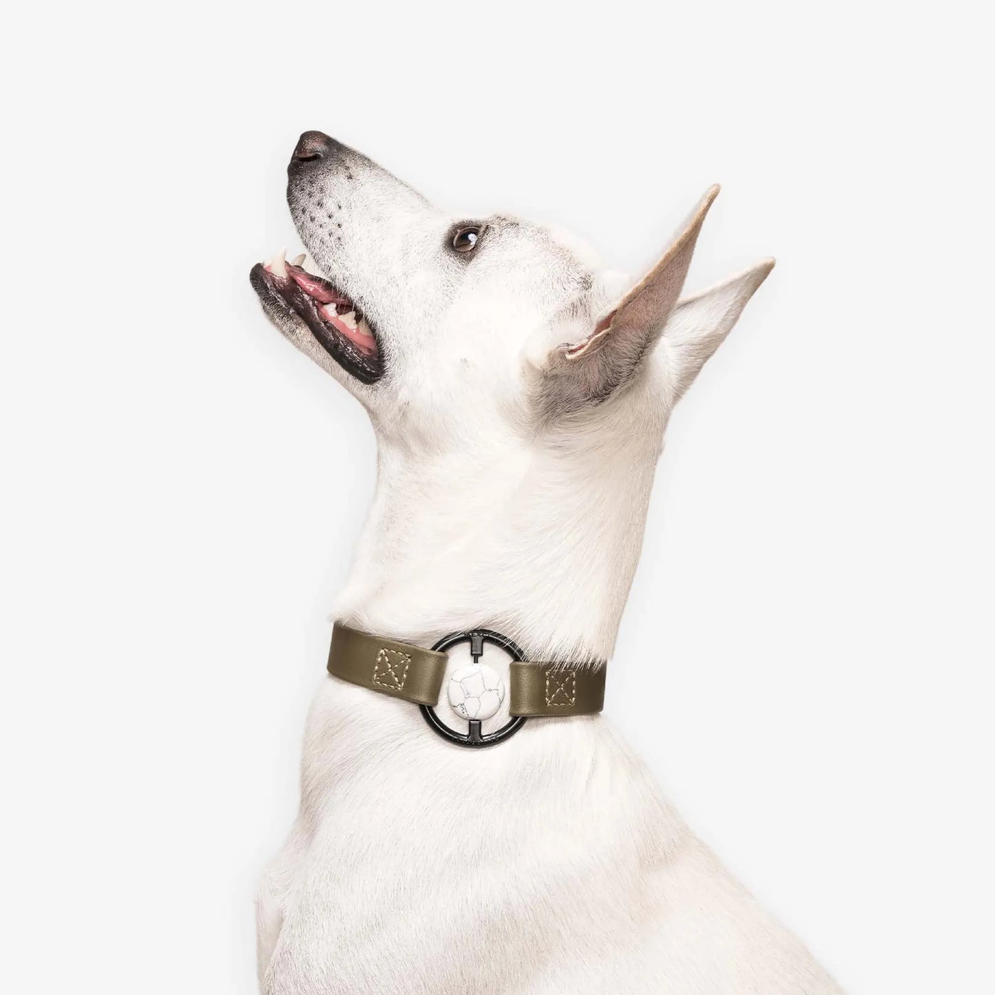 All Eyes On Me Collar - Your Pet Connection