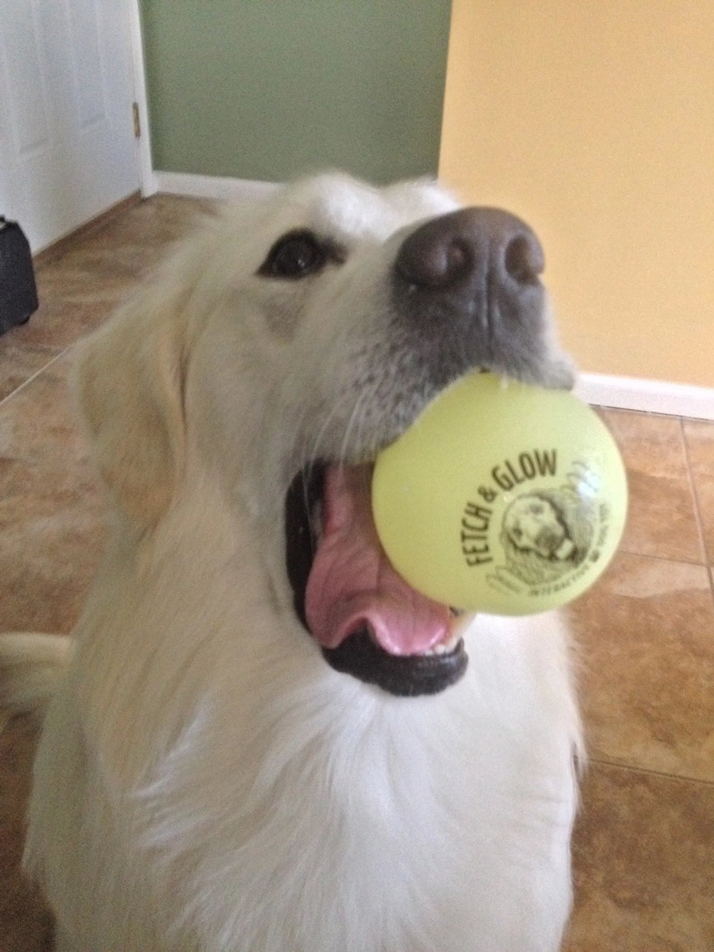 Fetch & Glow Ball - Your Pet Connection