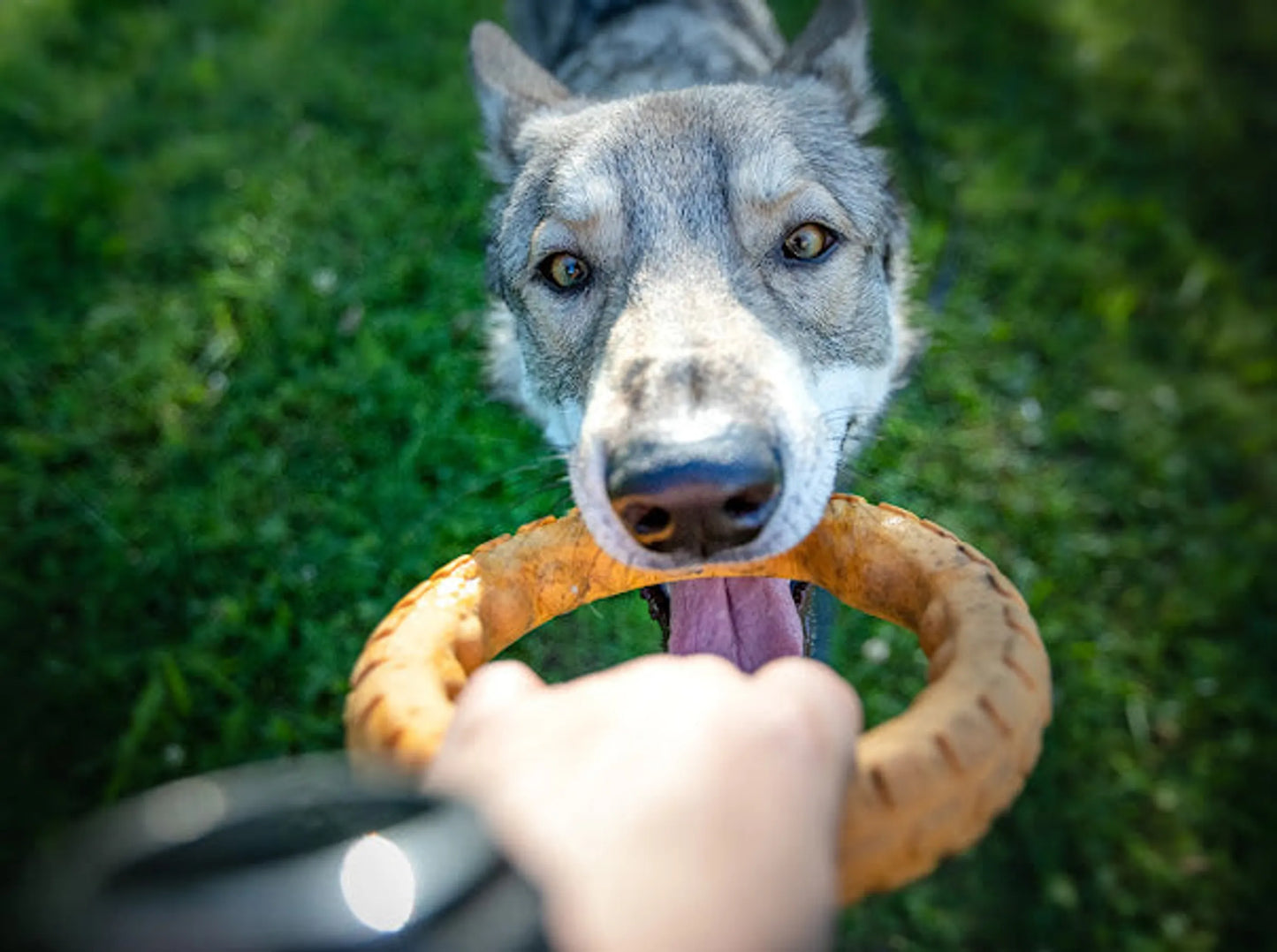 Gnaw Guard Foam Ring - Your Pet Connection