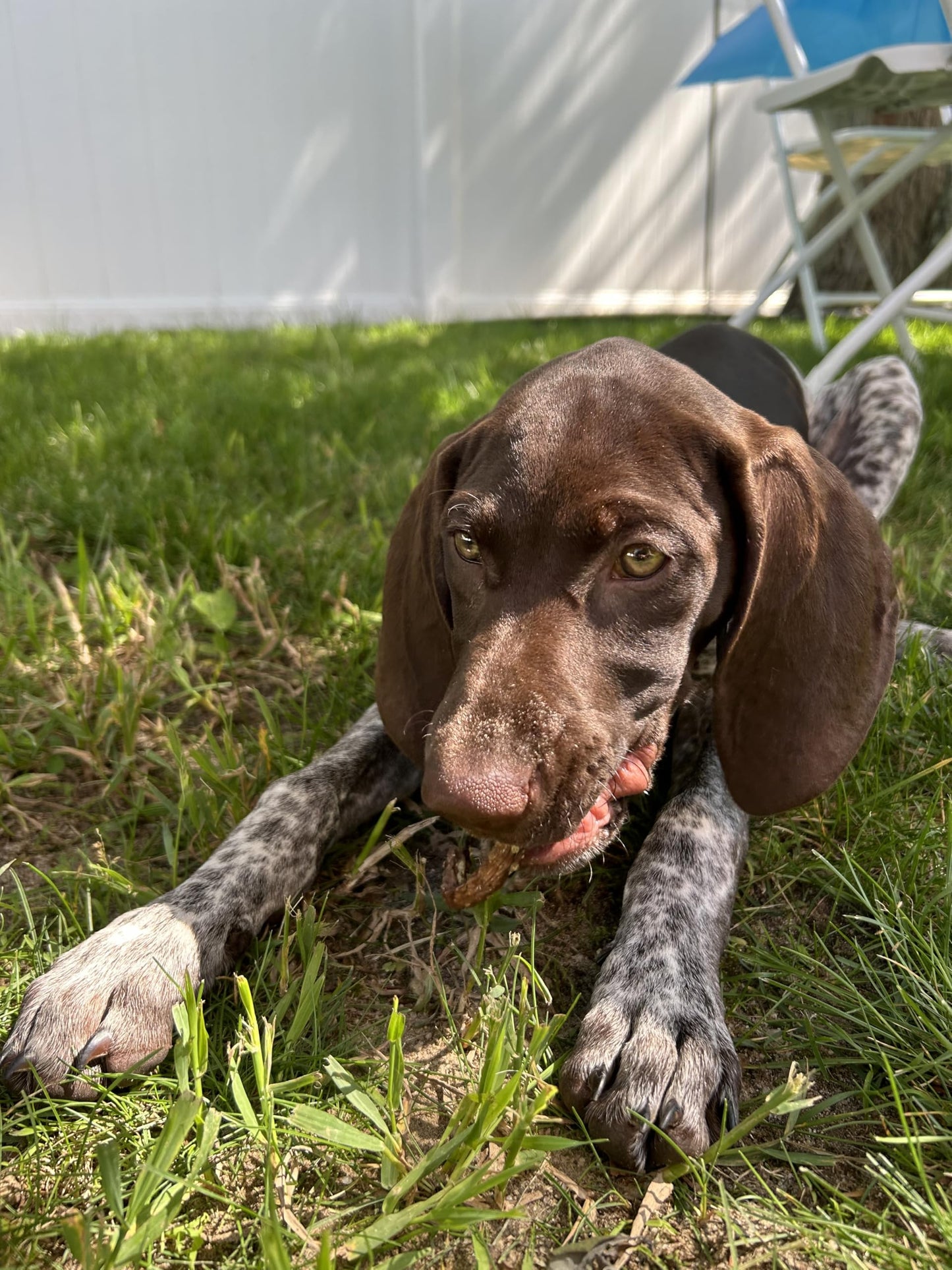 Organically Fed Quail Crunch Sticks and Legs - Healthy and Delicious Treat for Pets - Your Pet Connection