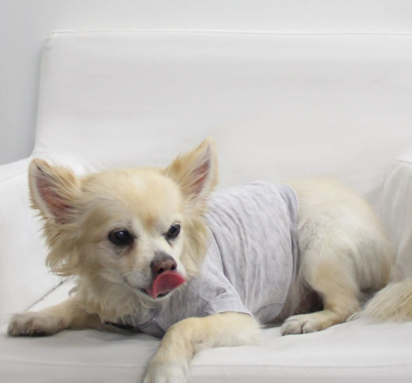 Doggy Tee - Your Pet Connection