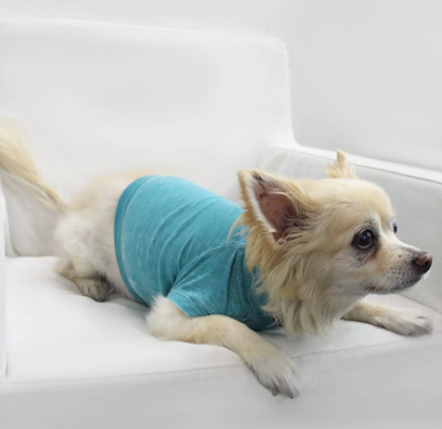 Doggy Tee - Your Pet Connection