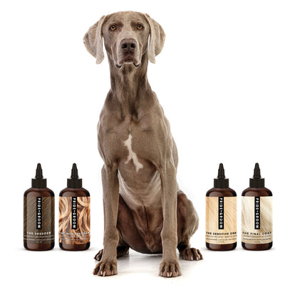 THE WASH SAMPLE PACK — Try PRIDE+GROOM's Best-Selling Dog Shampoos & Conditioner