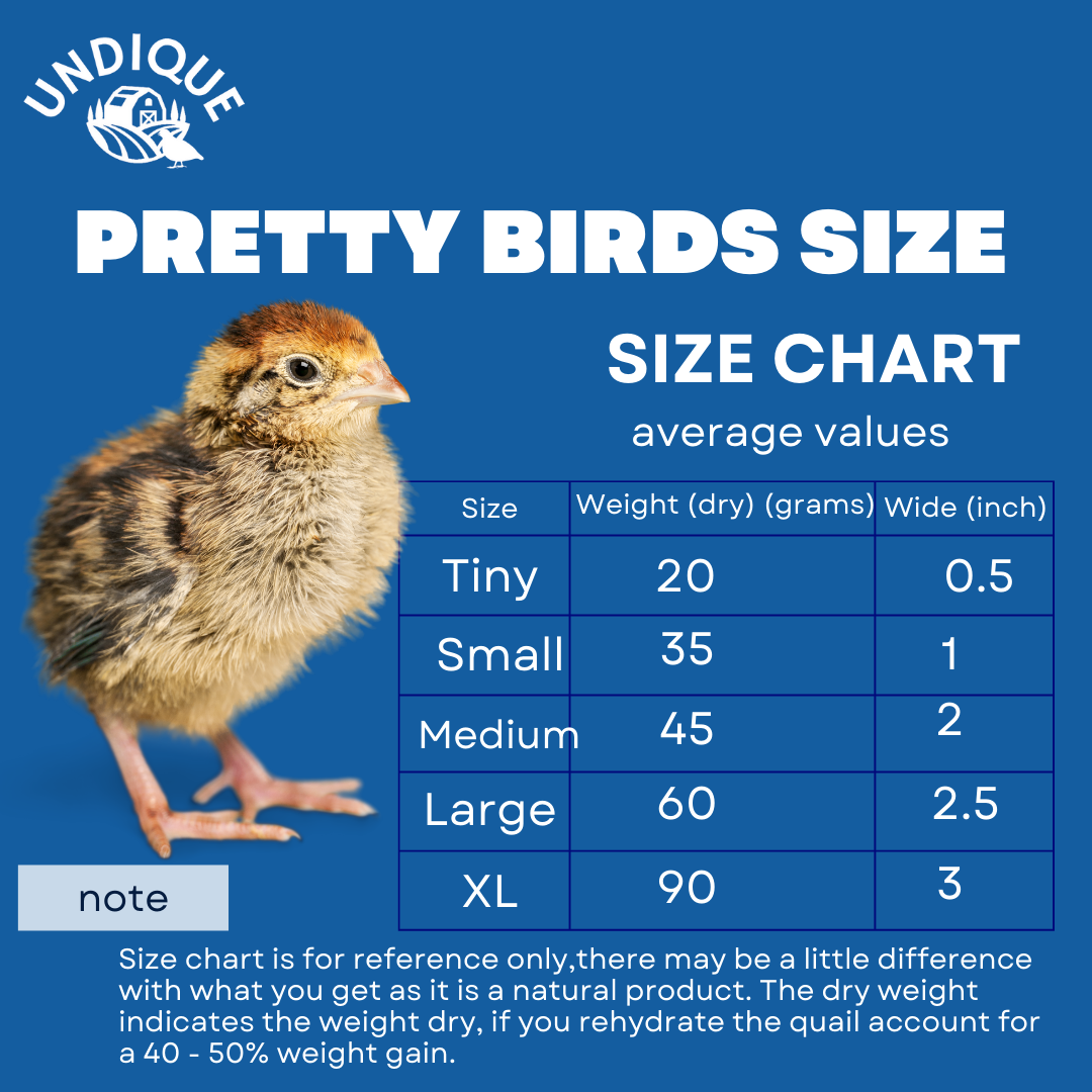 Whole Quail Chick for Carnivore Pets - Natural Prey Feeding - Quality Protein Source Medium Size Chicks 5 Count - Your Pet Connection