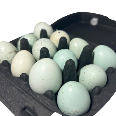 Hollowed Celadon Quail Eggs (Count of 10) Empty Natural Eggs for Crafts - Your Pet Connection