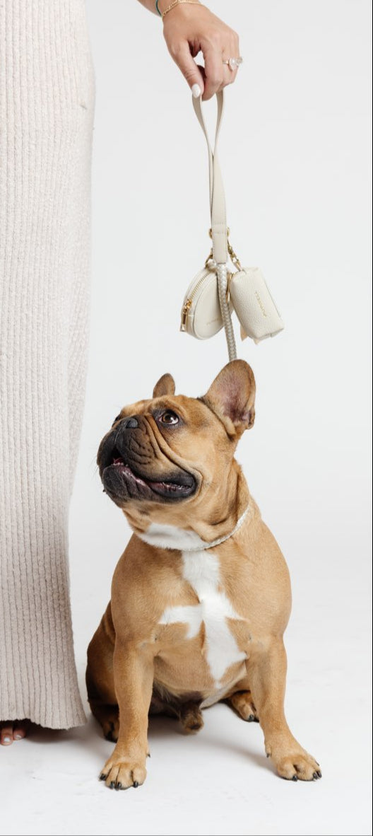 City Walk Kit - Your Pet Connection
