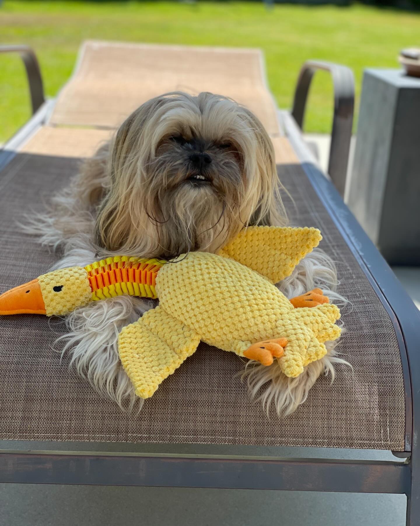 DUCK NECK INTERACTIVE DOG TOY - Your Pet Connection
