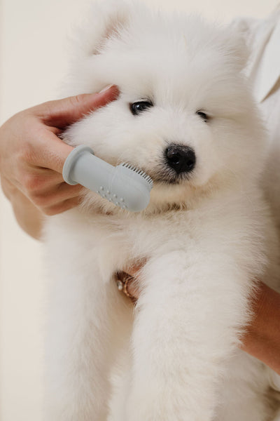 Puppy Breath Toothbrush - Your Pet Connection