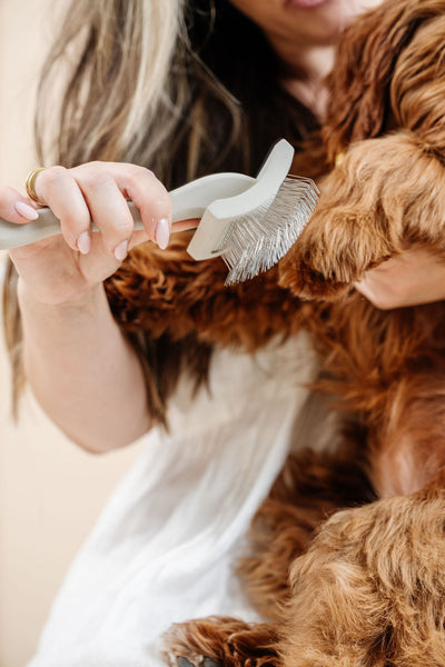 Everyday Slicker Brush - Your Pet Connection