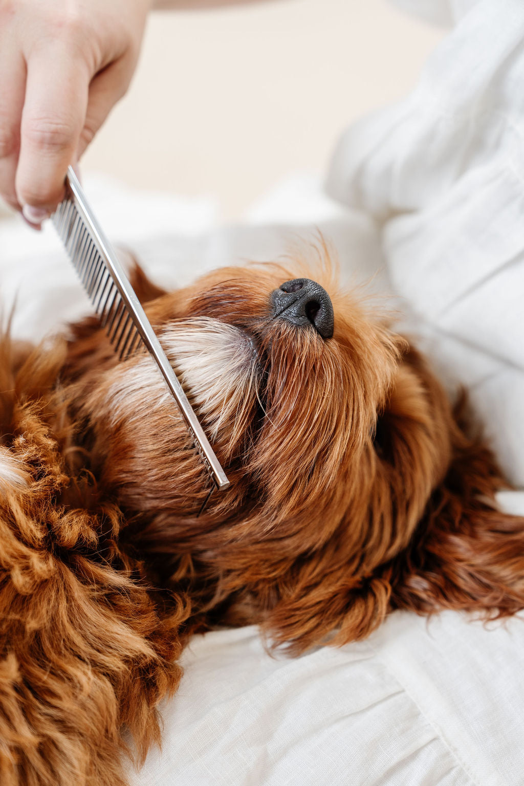 Everyday Comb - Your Pet Connection