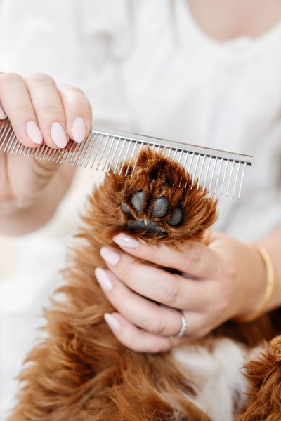 Everyday Comb - Your Pet Connection