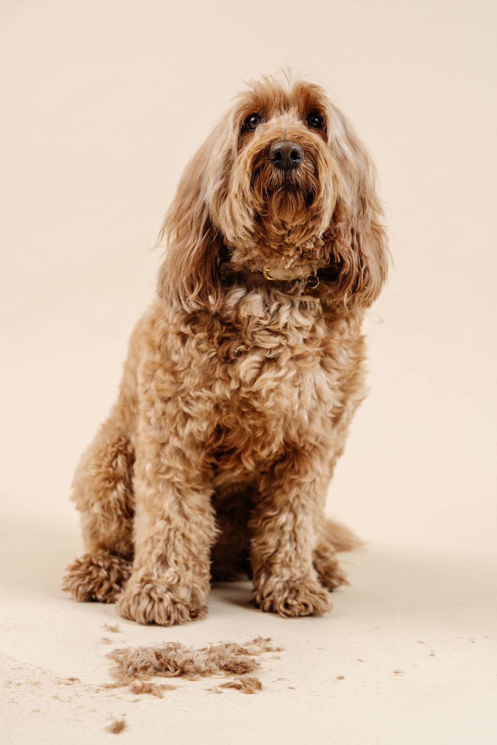 Ultimate Dog Grooming Kit - Your Pet Connection
