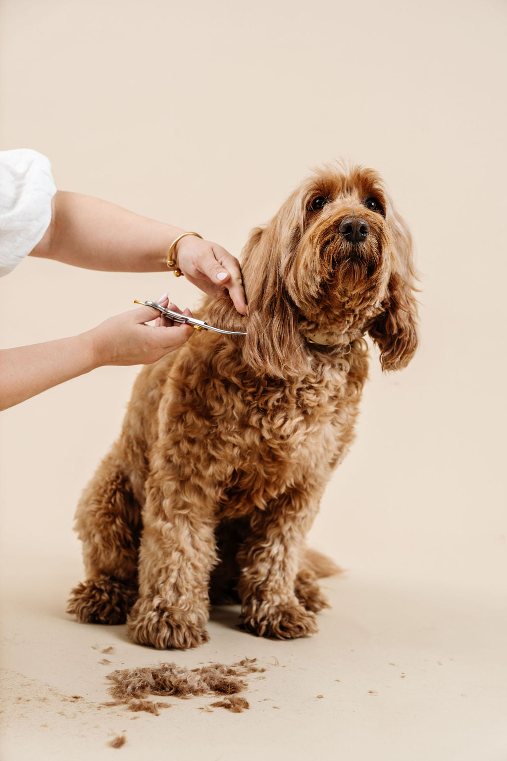 Ultimate Dog Grooming Kit - Your Pet Connection