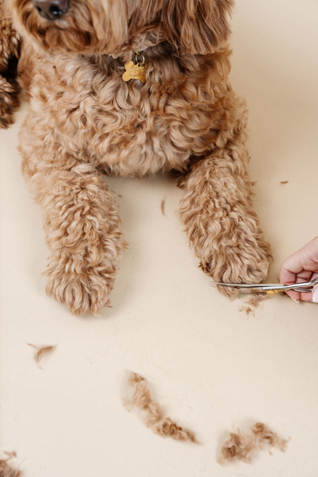 Ultimate Dog Grooming Kit - Your Pet Connection