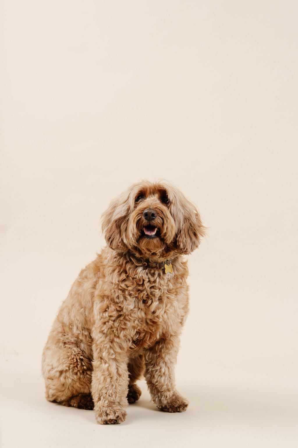 Ultimate Dog Grooming Kit - Your Pet Connection
