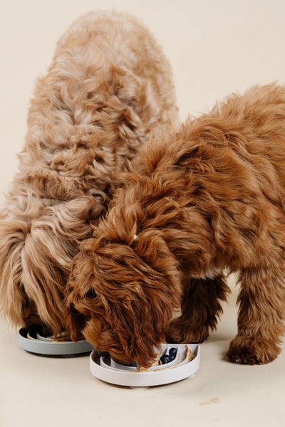 Happy Feelings Lick Mat - Your Pet Connection