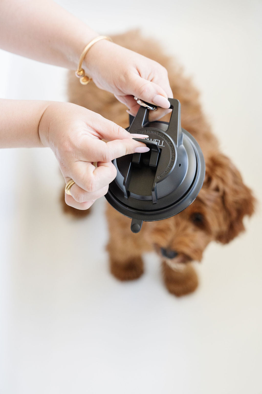 Stay In Place Leash - Your Pet Connection