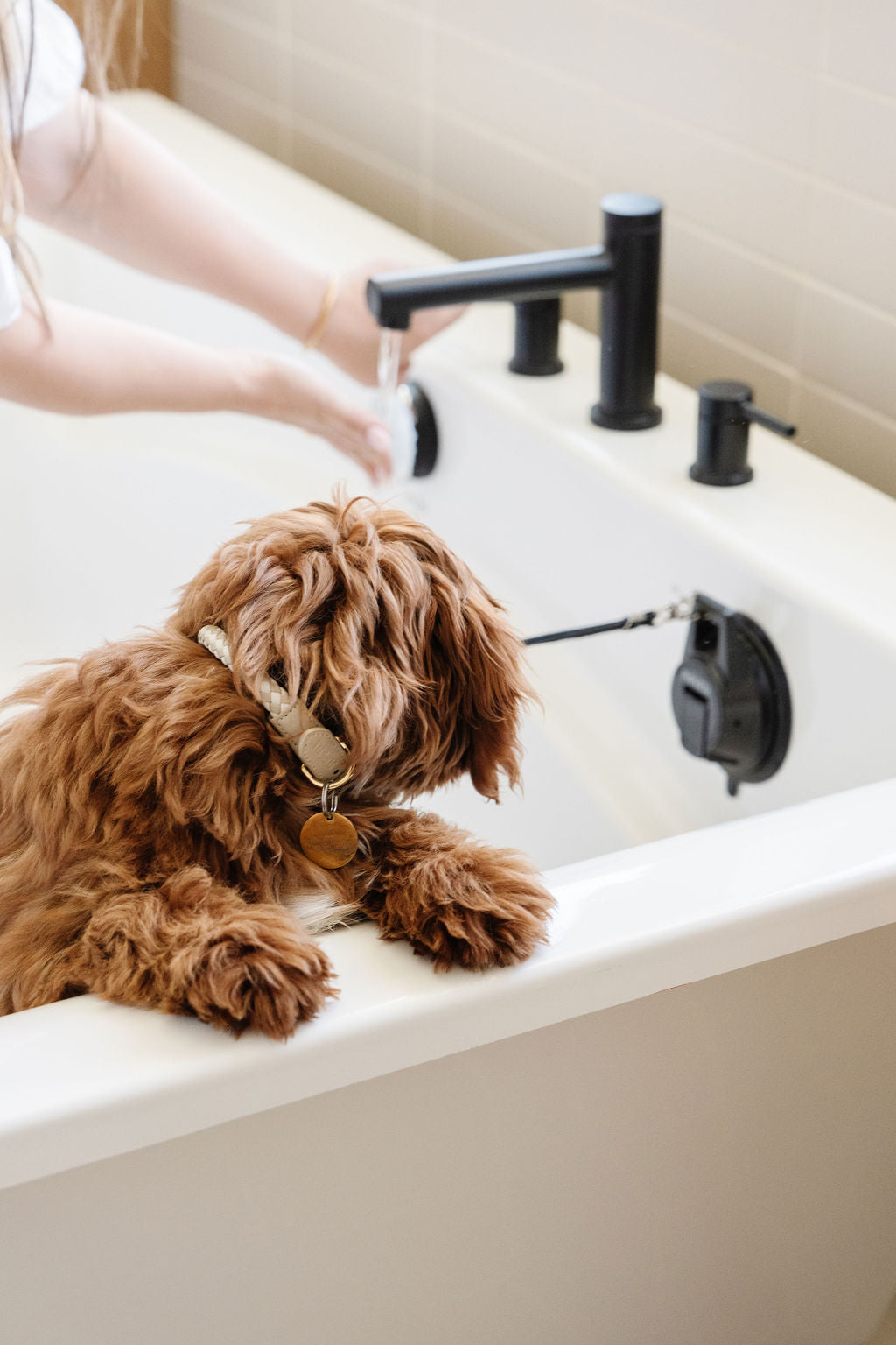 Stay In Place Leash - Your Pet Connection
