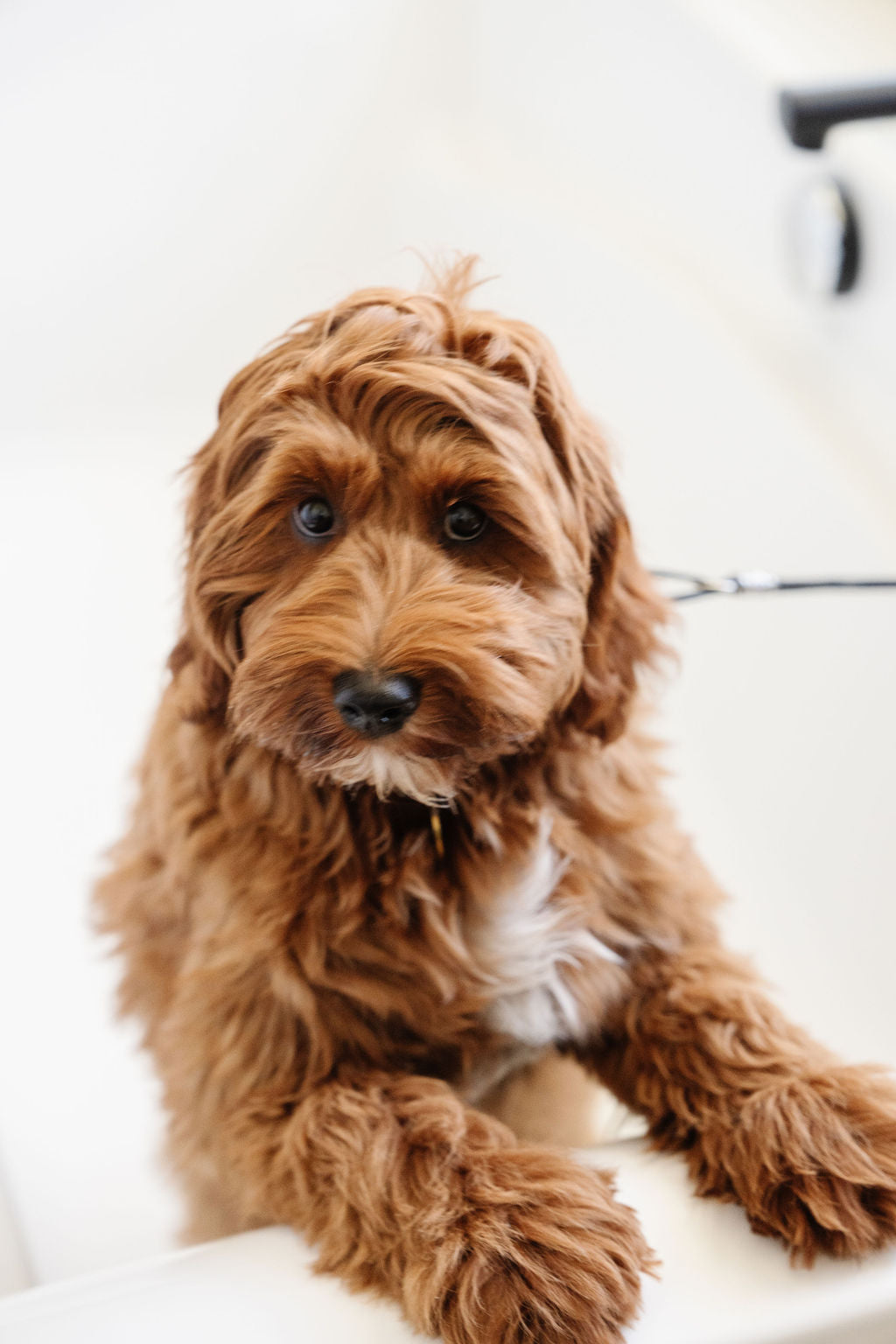 Stay In Place Leash - Your Pet Connection