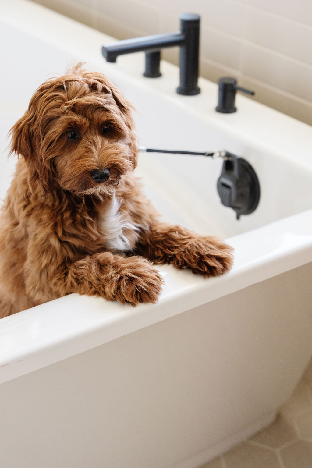 Stay In Place Leash - Your Pet Connection