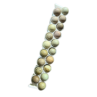 Button Quail Egg Rails for Cimuka®/Hatching Time® Incubators (CT-Series) - Your Pet Connection