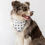 Buddy Dog Bandana - Your Pet Connection