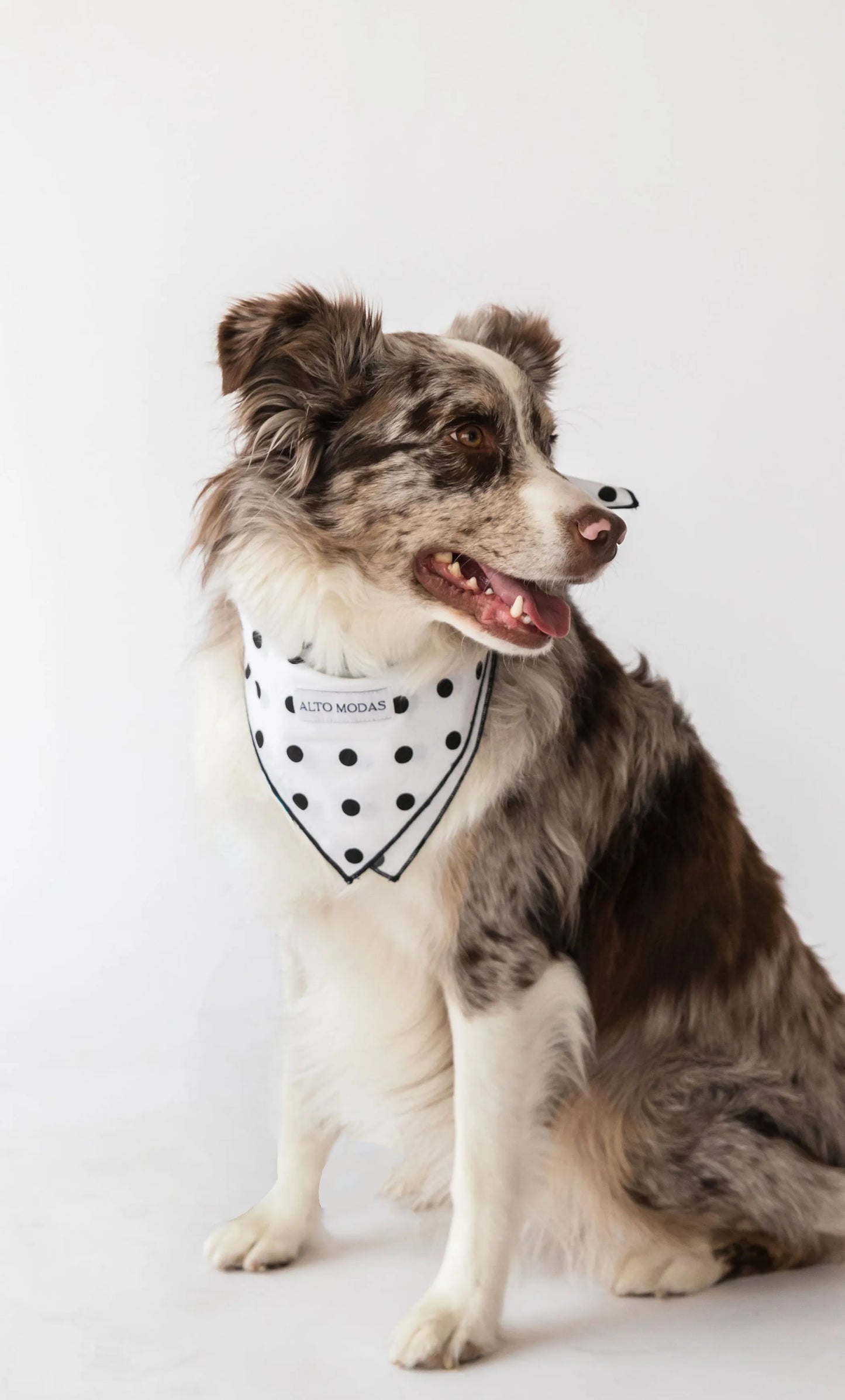 Buddy Dog Bandana - Your Pet Connection