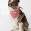 Buddy Dog Bandana - Your Pet Connection