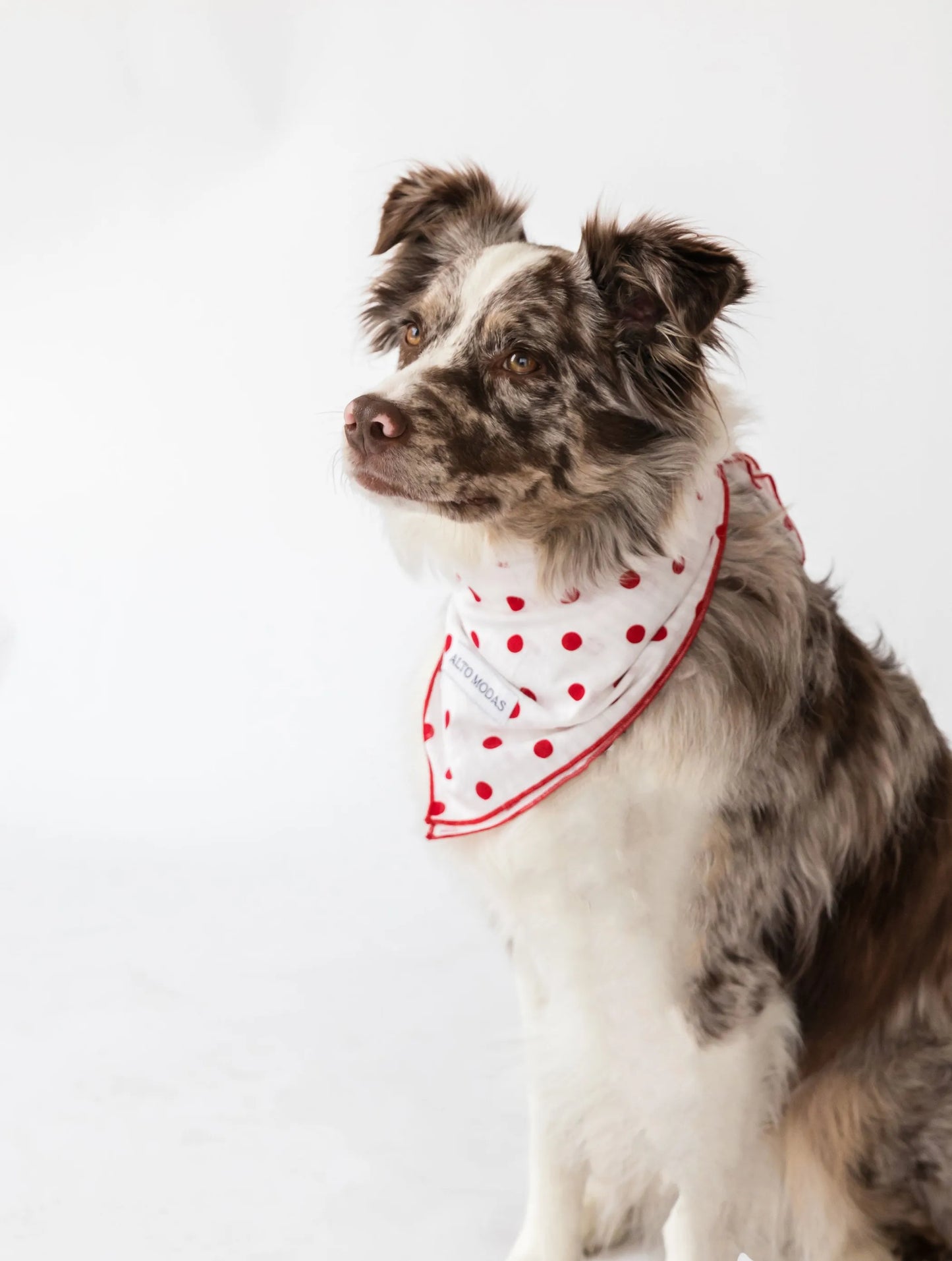 Alto Modas Classic Red Polka Dot Dog Bandana