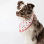 Buddy Dog Bandana - Your Pet Connection